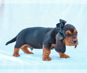 Basset Hound Puppy for sale in LIBERTY, KY, USA