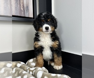 Miniature Bernedoodle Puppy for sale in FRANKLIN, IN, USA