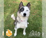 Small Siberian Husky