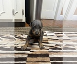 Small Photo #25 Doberman Pinscher Puppy For Sale in CAMPTON, KY, USA