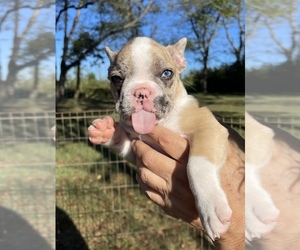 French Bulldog Puppy for sale in MOHRSVILLE, PA, USA