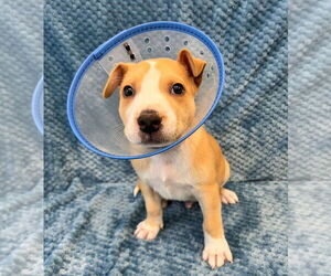 American Pit Bull Terrier-Labrador Retriever Mix Dogs for adoption in Lakewood, CO, USA
