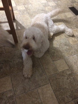 Medium Photo #1 Goldendoodle Puppy For Sale in GODLEY, TX, USA