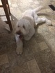 Small Photo #1 Goldendoodle Puppy For Sale in GODLEY, TX, USA