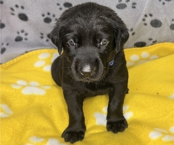 Medium Photo #1 Labrador Retriever Puppy For Sale in OLIVE HILL, KY, USA