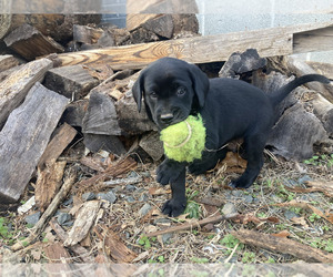 German Shepherd Dog Puppy for sale in SCOTTSVILLE, VA, USA