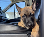 Puppy Atlas Belgian Malinois