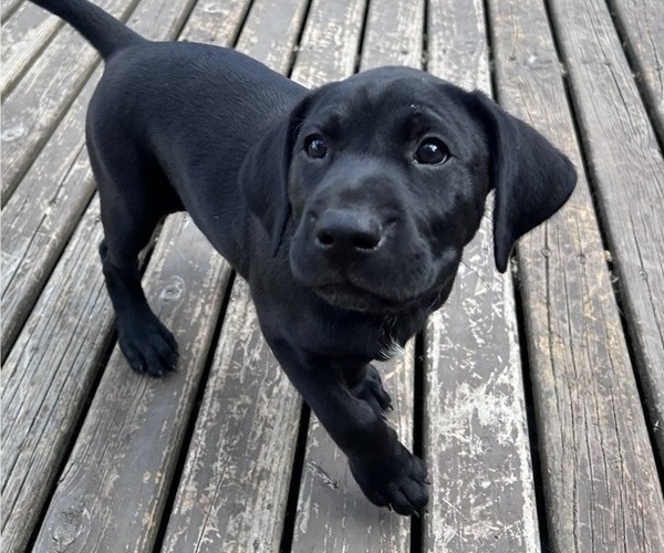 Medium Photo #24 German Shorthaired Lab Puppy For Sale in TACOMA, WA, USA