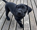 Small Photo #24 German Shorthaired Lab Puppy For Sale in TACOMA, WA, USA