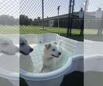 Small #2 Chihuahua-Chow Chow Mix