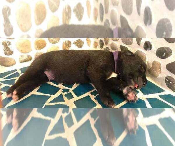 Medium Photo #6 Mutt Puppy For Sale in Imlay City, MI, USA