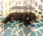 Small #5 Mutt
