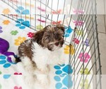 Tucker - Male Havashire Puppy for Sale - Photo #2