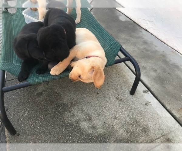 Medium Photo #6 Labrador Retriever Puppy For Sale in SAN JOSE, CA, USA