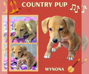 Mutt Dogs for adoption in Lindsay, CA, USA