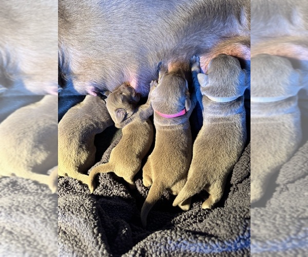 Medium Photo #2 Labrador Retriever Puppy For Sale in MODESTO, CA, USA