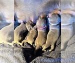BREWERS UECKER - Female Labrador Retriever Puppy for Sale - Photo #2