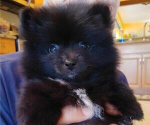 Pomeranian Puppy for sale in TAMPA, FL, USA
