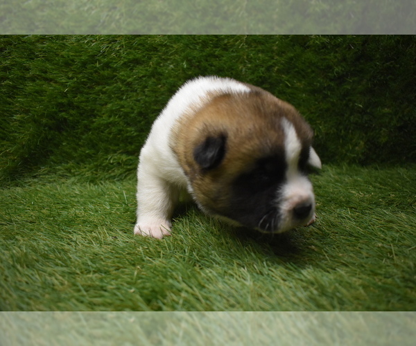 Medium Photo #5 Akita Puppy For Sale in ROLLA, MO, USA