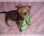 Small #1 Chihuahua