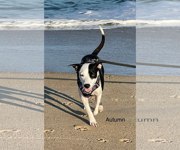 Medium Photo #3 Mutt Puppy For Sale in Shillington, PA, USA