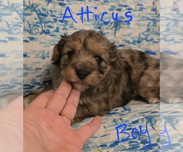 Medium Photo #2 Chizer Puppy For Sale in MONTEZUMA, GA, USA