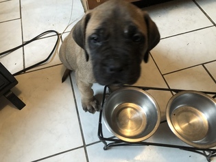 Mastiff Puppy for sale in NOBLESVILLE, IN, USA