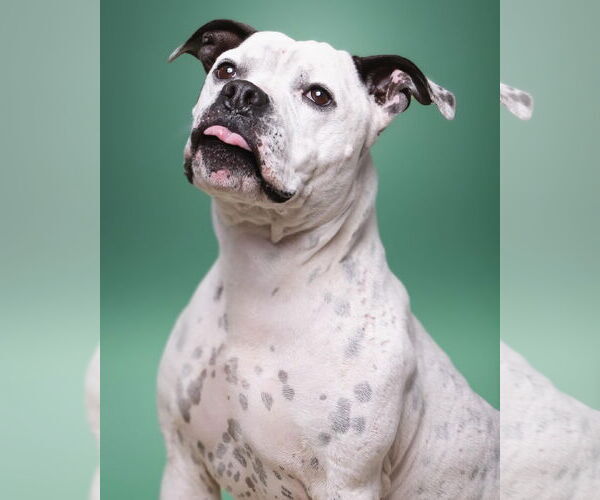 Medium Photo #3 American Pit Bull Terrier-Unknown Mix Puppy For Sale in Rowlett, TX, USA