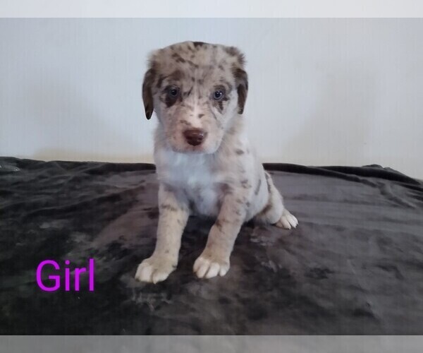 Medium Photo #1 Sheprador Puppy For Sale in ELMA, IA, USA