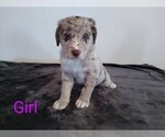 Small Photo #1 Sheprador Puppy For Sale in ELMA, IA, USA