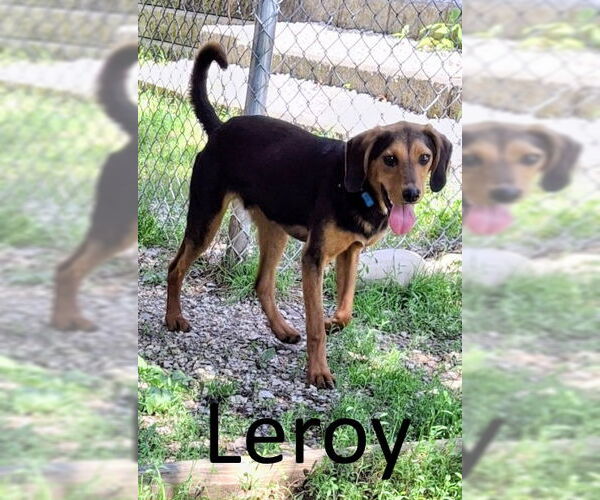 Medium Photo #5 Black and Tan Coonhound-Unknown Mix Puppy For Sale in Mountain View, AR, USA