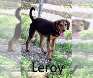 Leroy - Male Black and Tan Coonhound-Unknown Mix Dog for Adoption - Photo #5