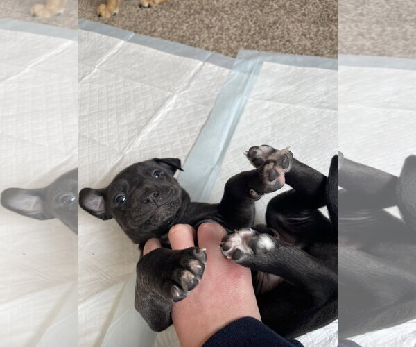 Medium Photo #3 Labrador Retriever-Unknown Mix Puppy For Sale in Princeton, MN, USA