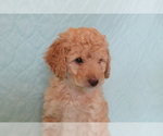 Puppy Puppy 2 Honey Poodle (Miniature)-Poodle (Standard) Mix