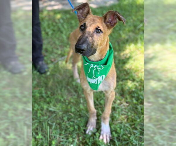 Medium Photo #1 Mutt Puppy For Sale in Warrenton, VA, USA