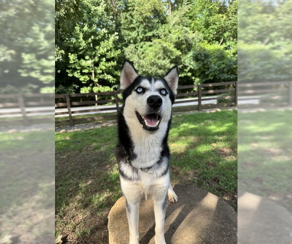 Medium Photo #6 Siberian Husky Puppy For Sale in Cumming, GA, USA