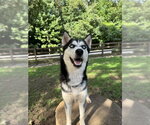 Small #5 Siberian Husky