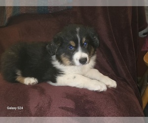 Australian Shepherd Puppy for sale in DUVALL, WA, USA
