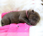 Small Photo #10 Labrador Retriever Puppy For Sale in HYDE PARK, VT, USA