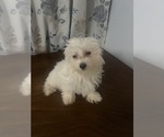 Small #11 Maltese