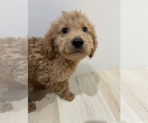 Goldendoodle Puppy for sale in ANTELOPE, CA, USA