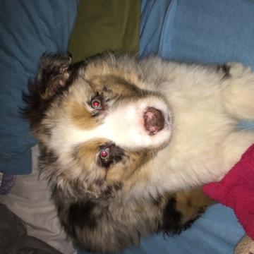 Medium Photo #1 Australian Shepherd Puppy For Sale in YOUNGSTOWN, OH, USA