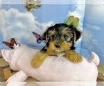 Small #6 Morkie