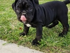 Small Photo #1 English Bulldog Puppy For Sale in HEMET, CA, USA
