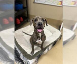 Medium American Pit Bull Terrier Mix