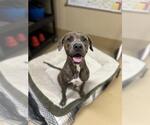 Small American Pit Bull Terrier Mix