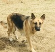 Small Photo #1 German Shepherd Dog-Timber Wolf Mix Puppy For Sale in BROKEN ARROW, OK, USA