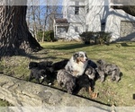 Small Photo #19 Aussiedoodle Puppy For Sale in CROWN POINT, IN, USA