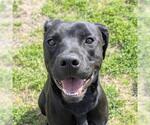 Small #1 Labrador Retriever