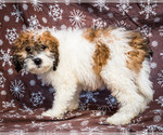 Small Photo #8 Saint Berdoodle Puppy For Sale in WAKARUSA, IN, USA